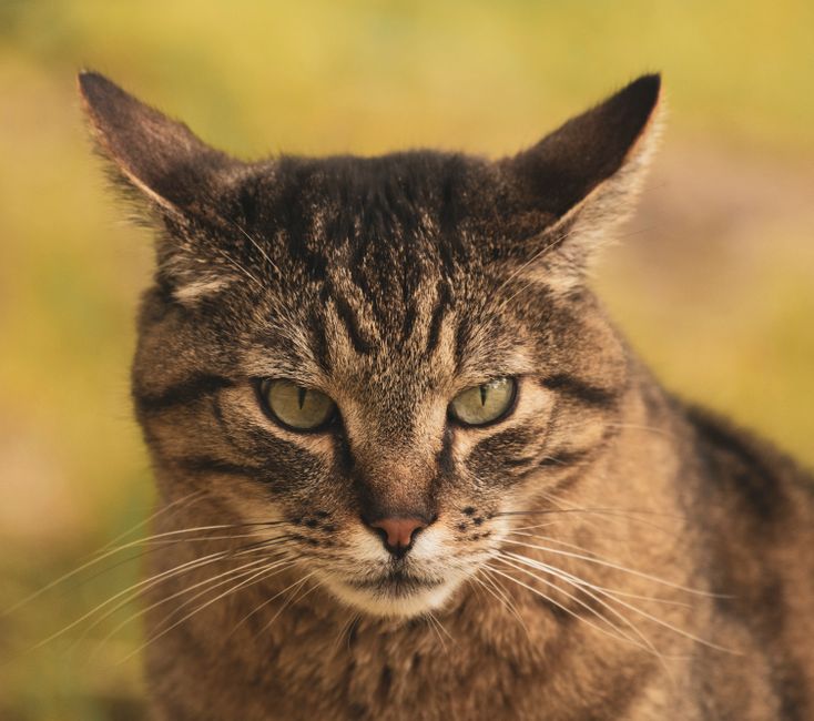 猫の自動給餌器の選び方｜留守番・食べすぎ防止で失敗しない5つのチェック点