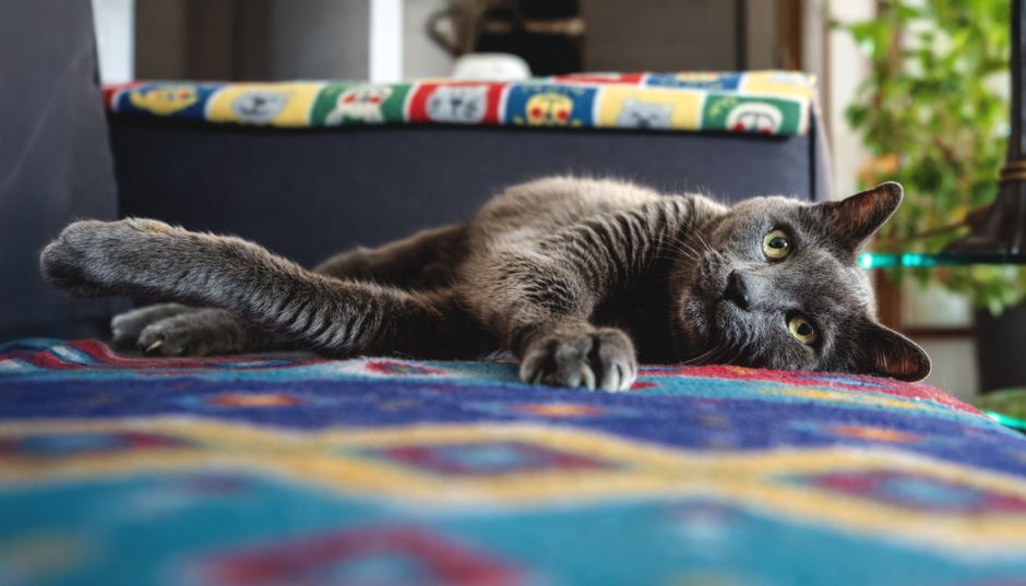 猫のフケが多い…ブラッシングで白い粉が出る愛猫のフード見直しガイド