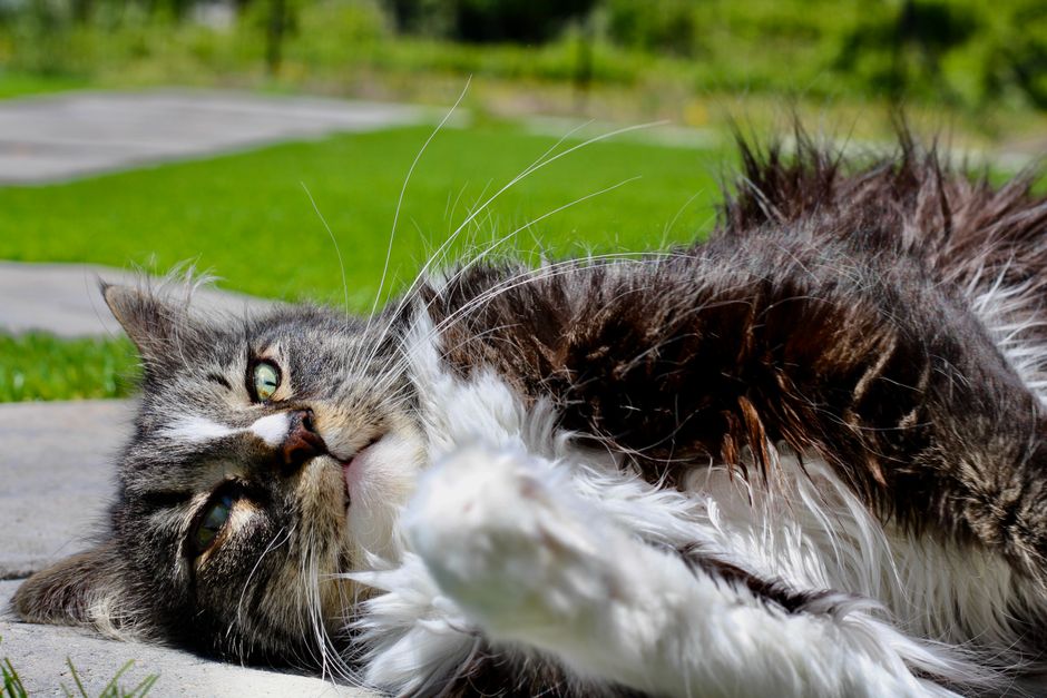 猫が毛玉をよく吐くのはなぜ？フードとケアでできる対策をやさしく解説