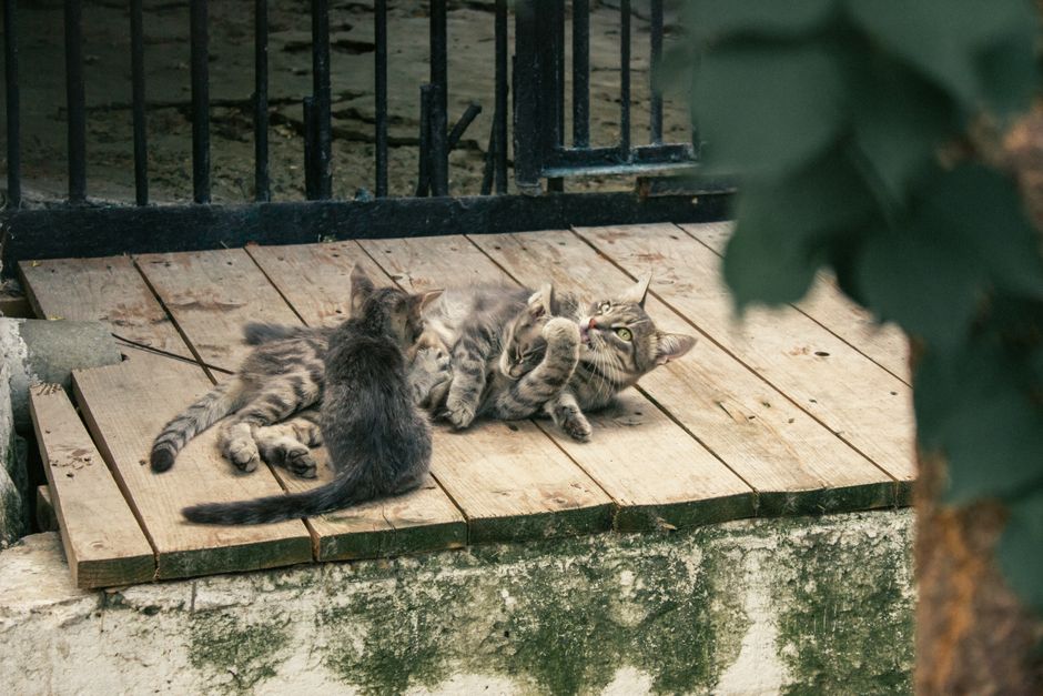 猫が頻尿で何度もトイレに…原因とフード見直しで寄り添うケア