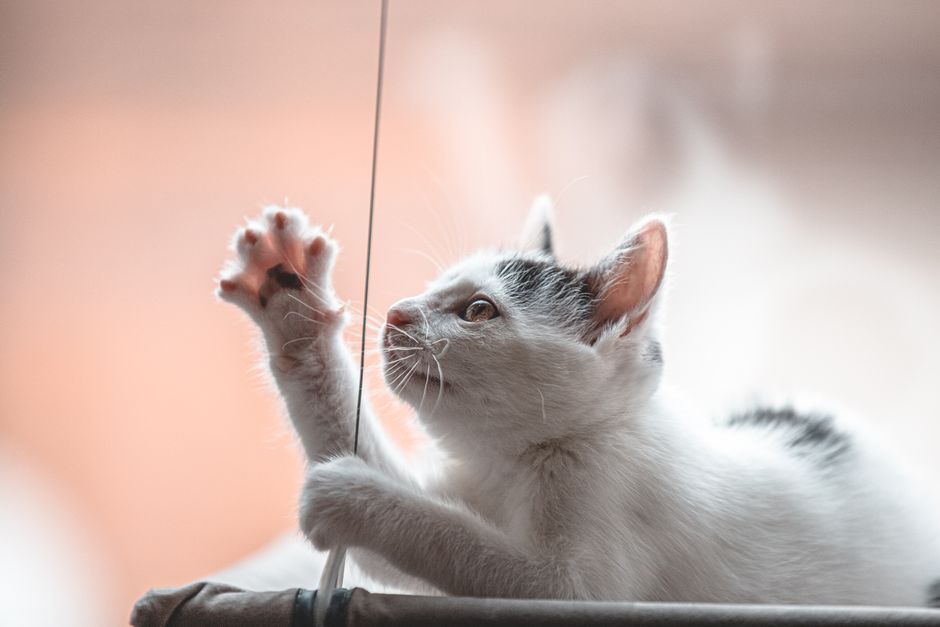 猫が皮膚をかゆがる…フードのアレルギーを疑うときの見直し方と選び方