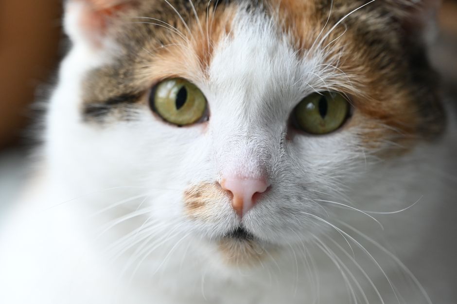 猫が何度もトイレへ…下部尿路ケアフードのおすすめと選び方
