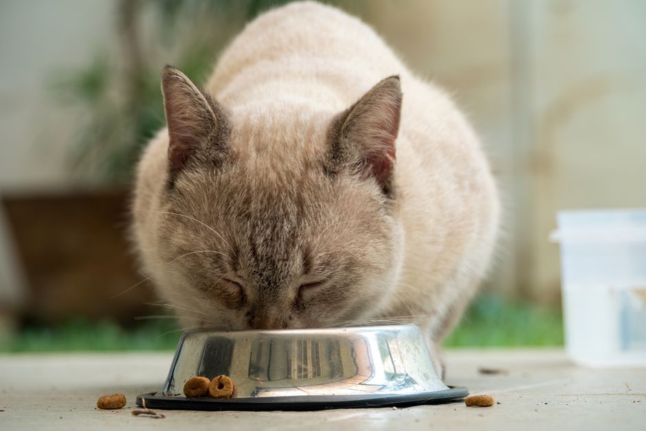 猫のおしっこが出にくい…と感じたら｜フード見直しでできる尿路ケア